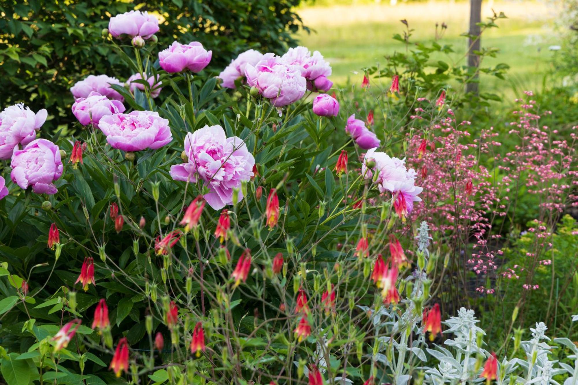 Maguire House Bed And Breakfast Ashburnham Eksteriør billede